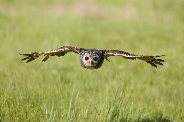 South American Chaco owl - Фото, зображення