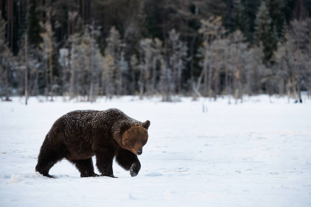 Urso marrom andando na neve
 - Foto, Imagem