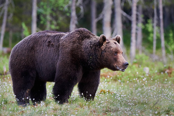 férfi barna medve - Fotó, kép