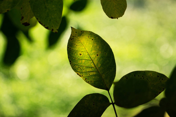 rama de hojas de otoño de color verde sobre un fondo de un para
 - Foto, imagen