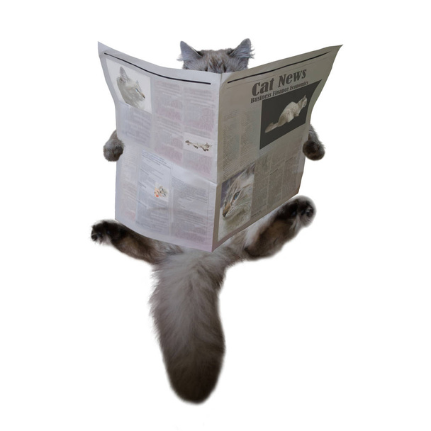 De kat is het lezen van de krant - Foto, afbeelding