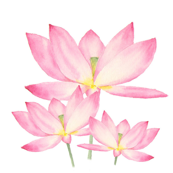 Botanische aquarel illustratie van lotusbloemen op witte achtergrond - Foto, afbeelding