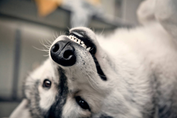 lindo perro sonriendo. perezoso siberiano husky retrato
 - Foto, imagen