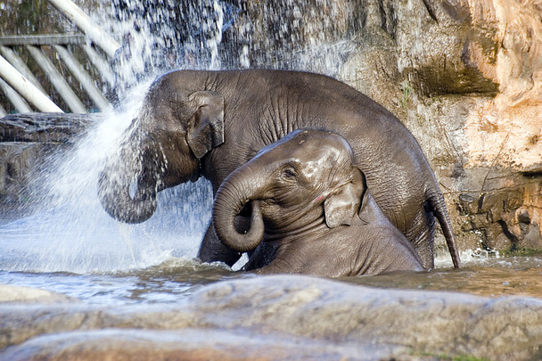 Elefantendusche - Foto, Bild