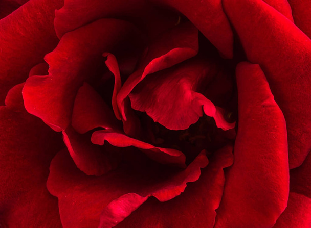 Beautiful red rose - Foto, Bild