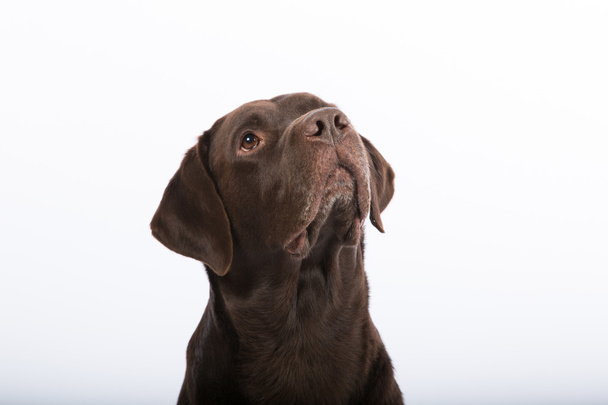 Retrato de un Labrador retriever
 - Foto, imagen