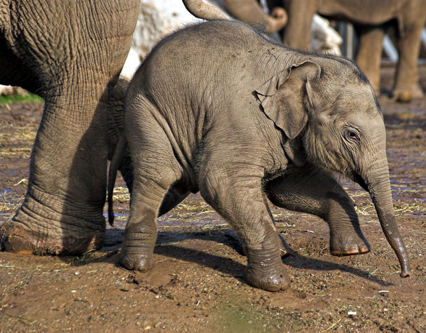 象の赤ちゃん - 写真・画像