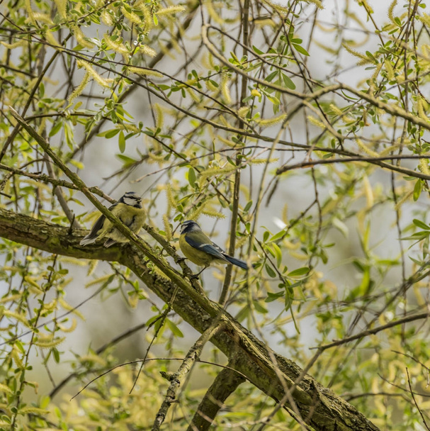 Chickadee bird on tree in spring sunny day - Фото, изображение