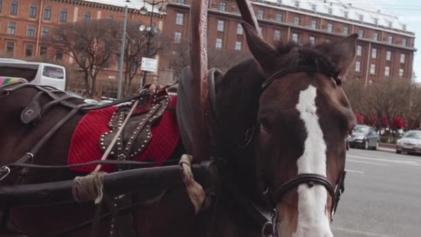 traurig oder müde aussehendes Pferd, das in einer Seitenstraße der Stadt für Ausritte steht - Filmmaterial, Video