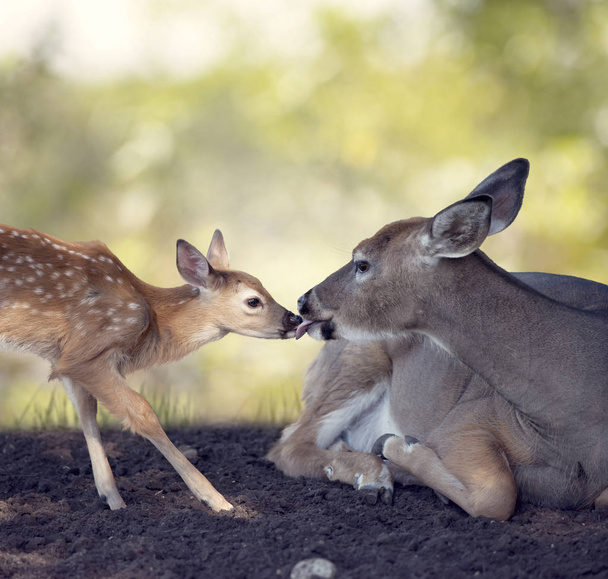 White-tailed doe with  her  fawn - Foto, Imagen