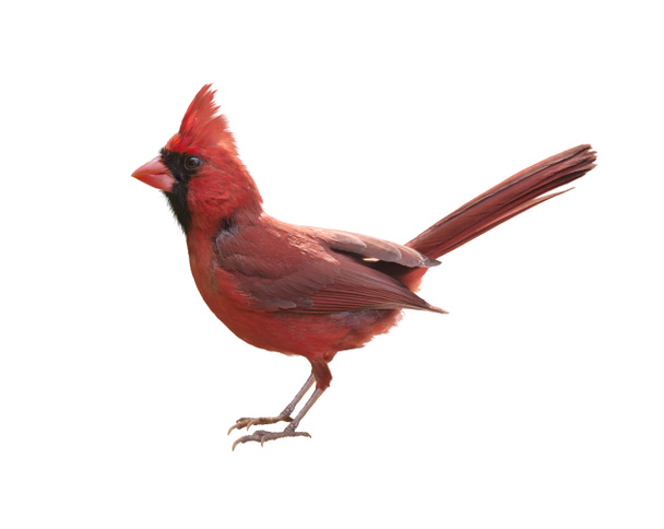 Male Northern Cardinal - Foto, Bild