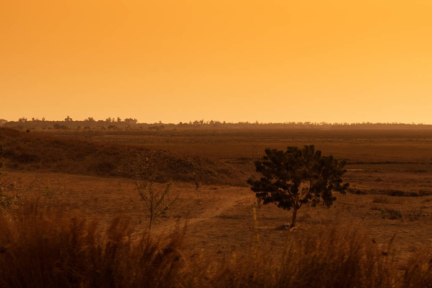 African plain at sunset, with dry trees. Angola - Photo, Image
