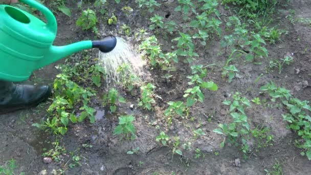 Jardinero herbolario riego pulverización joven bálsamo de limón brotes de menta en el jardín
 - Imágenes, Vídeo