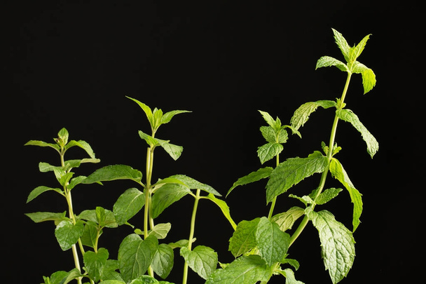 A close-up picture of fresh spearmint twigs. Beautiful bright leaves on a black background. Fragrant mint for healthy tea and delicious summer beverages. Aromatic natural herb. Copy space. - Φωτογραφία, εικόνα