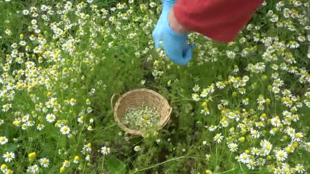 Jardinier mains cueillette récolte fraîche camomille fleurs médicales
 - Séquence, vidéo