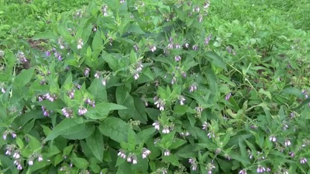 Heilpflanze Beinwell symphytum officinale im Sommer - Filmmaterial, Video