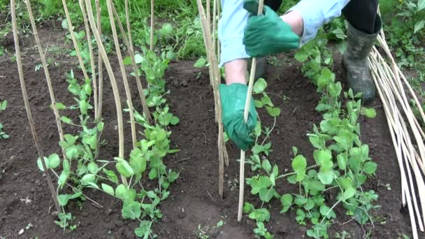 Gardener dig dry wooden twigs sticks for young peas sprouts in spring - Metraje, vídeo