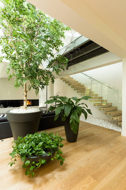 Plants inside a house - Foto, Bild
