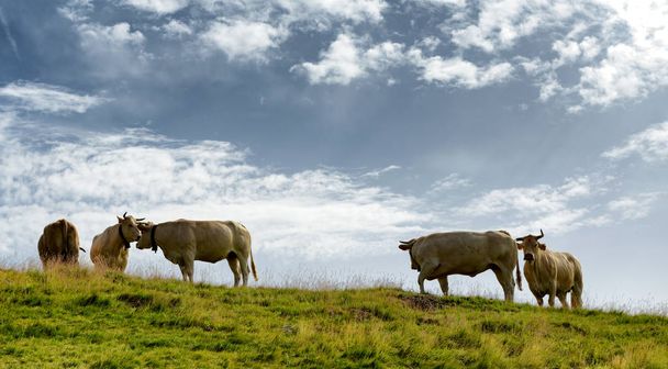美しい牛の山の牧草地を放牧 - 写真・画像