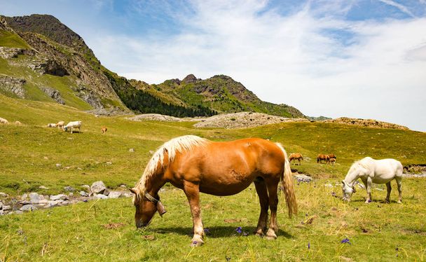 prachtige paarden grazen de alpenweiden - Foto, afbeelding