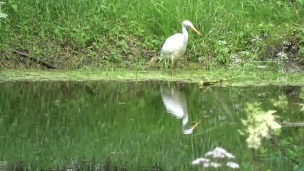 Πουλί μεγάλο λευκό ερωδιός Egretta alba στην ακτή της λίμνης - Πλάνα, βίντεο