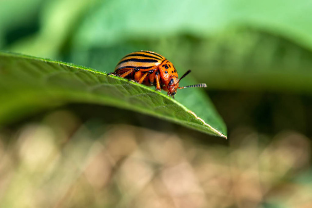 Colorado beetle on potato leaves - selective focus - Photo, Image