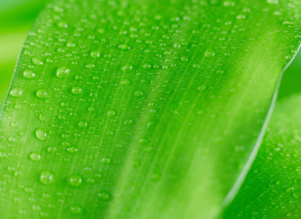 Raindrops on a leaf - Photo, image
