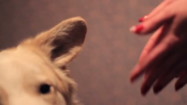 Güzel beyaz köpek yalamaya sahiplerine eller - Video, Çekim