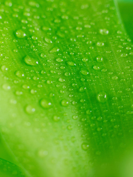 Las gotas de lluvia sobre la hoja - Foto, imagen