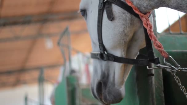 Aranyos fehér/szürke ló mezőgazdasági vásáron,  - Felvétel, videó