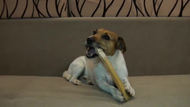 Jack Russell eats bone, The dog eats a bone - Кадри, відео