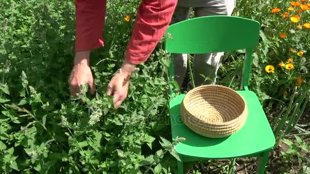 Βοτανολόγος picking φρέσκο ιατρική μελισσόχορτο σε καλοκαιρινό κήπο - Πλάνα, βίντεο