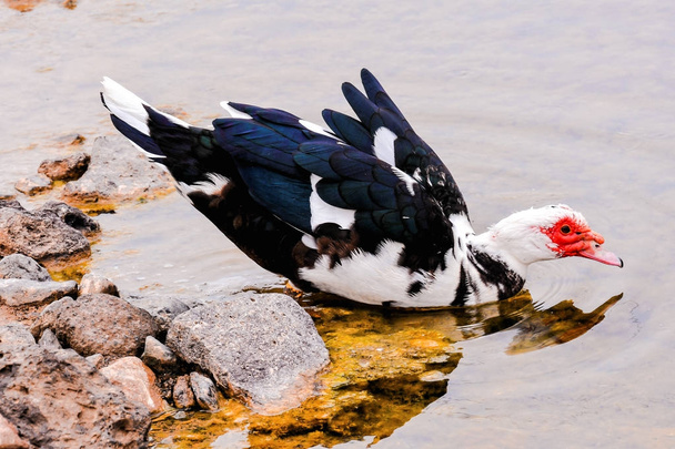 Muskovy ördek vahşi - Fotoğraf, Görsel