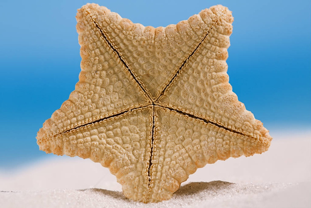 estrelas-do-mar de águas profundas raras
 - Foto, Imagem