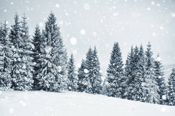Winter wonderland with fir trees. Christmas greetings - Φωτογραφία, εικόνα