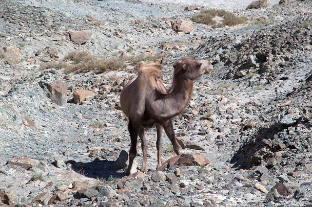 O camelo bactriano (Camelus bactrianus) em Nubra Valley, Ladakh, Índia
 - Foto, Imagem