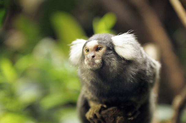 A portrait of a small monkey - Foto, Bild