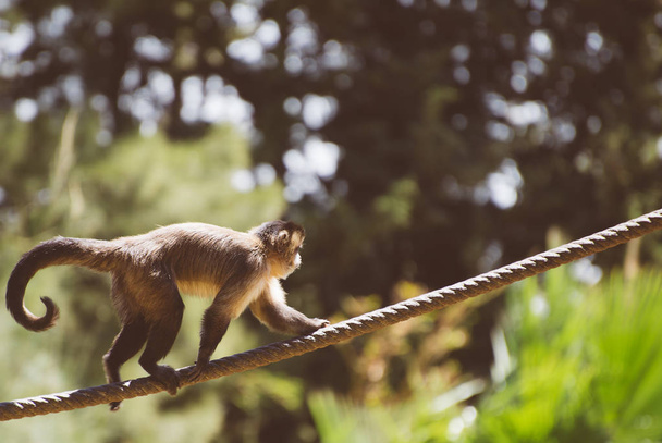 Monkey walking along the rope in national zoo. - Φωτογραφία, εικόνα
