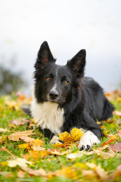 fekete-fehér kutya portréja - Fotó, kép