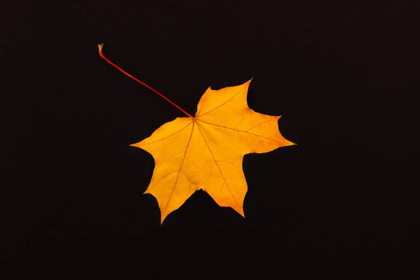Gele bladeren op gekleurd papier vellen - Foto, afbeelding