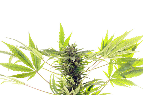 cannabis e cânhamo medicina alternativa
 - Foto, Imagem
