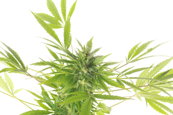 медицинская марихуана и конопля
 - Фото, изображение