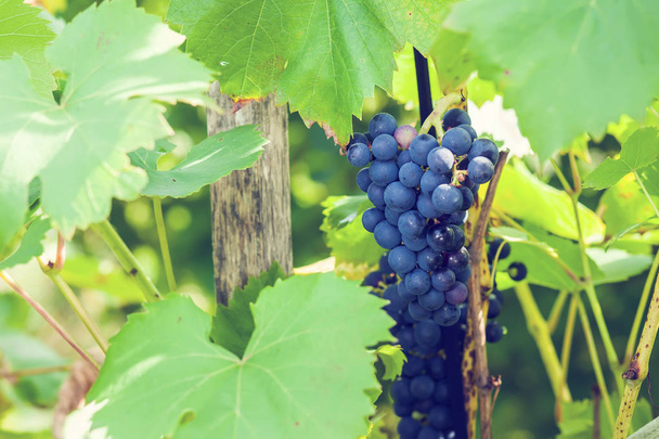 uvas en el jardín - Foto, Imagen