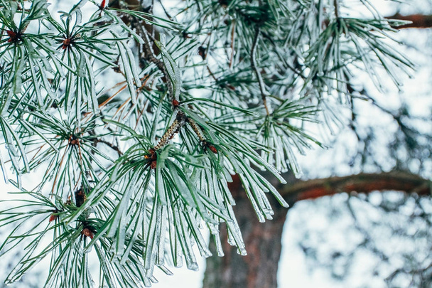 Frosted tree branches - Fotografie, Obrázek