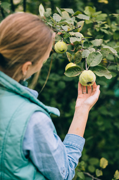 Woman picking apples - Foto, afbeelding