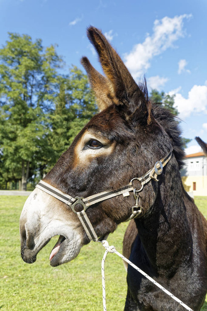Domestic donkey braying - Photo, Image