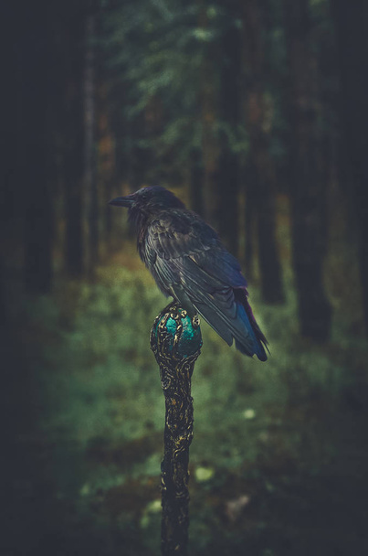 Halloween, día de fiesta, 31 de octubre-cuervo negro en un palo en un oscuro, oscuro bosque
 - Foto, Imagen