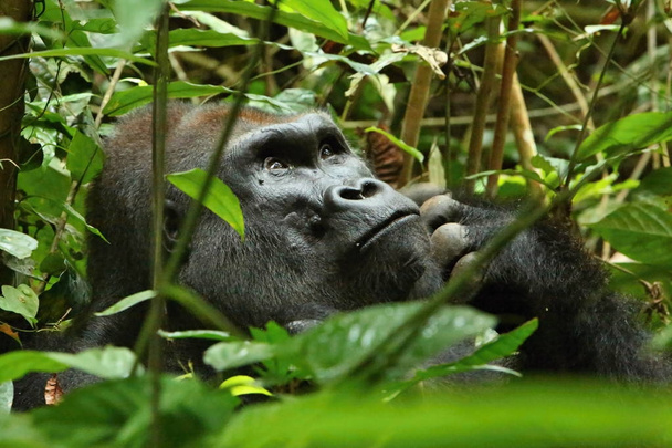 Gefährdeter Östlicher Gorilla auf dem grünen Grasland, Silberrücken-Männchen, Gorilla beringei, seltenes afrikanisches Tier.  - Foto, Bild