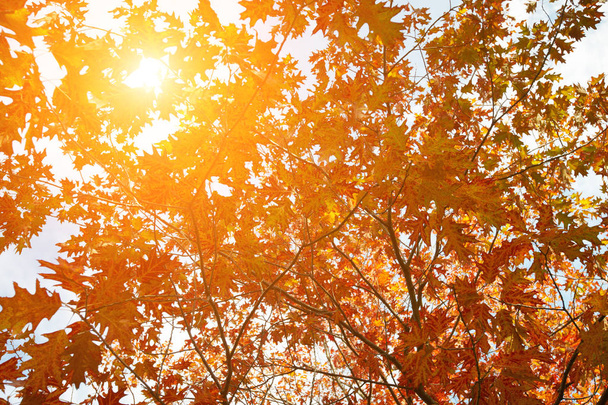 Goldene, gelbe und orangefarbene Blätter unter Sonnenstrahlen vom blauen Himmel. Hintergrund Herbst - Foto, Bild