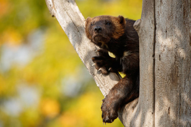 Wolverine en el tronco del árbol
 - Foto, Imagen